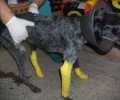 Ορεστιάδα: Πολύ καλύτερα η σκυλίτσα που βρέθηκε άγρια ξυλοκοπημένη σε κάδο στον Κάμπο Σαγήνης (βίντεο)